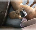 Small #6 Boxer