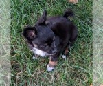 Small Photo #5 Chihuahua Puppy For Sale in LEBANON, PA, USA