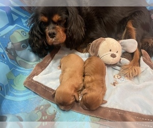 Mother of the Cavalier King Charles Spaniel puppies born on 11/23/2022