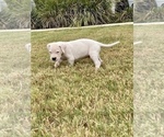 Small Photo #5 Dogo Argentino Puppy For Sale in SAN ANTONIO, TX, USA