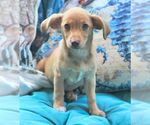 Small #3 Chiweenie