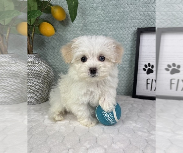 Medium Photo #1 Maltipoo (Toy) Puppy For Sale in FRANKLIN, IN, USA