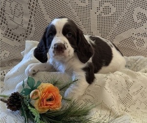 English Springer Spaniel Puppy for sale in OWEN, WI, USA