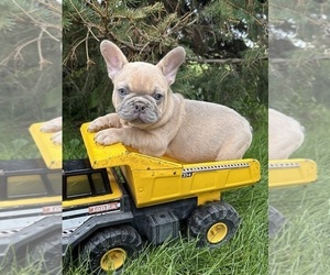 French Bulldog Puppy for sale in MIDDLEBURY, IN, USA