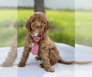 Goldendoodle (Miniature) Puppy for sale in FROSTPROOF, FL, USA