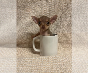 Chihuahua Puppy for Sale in JACKSON, Georgia USA