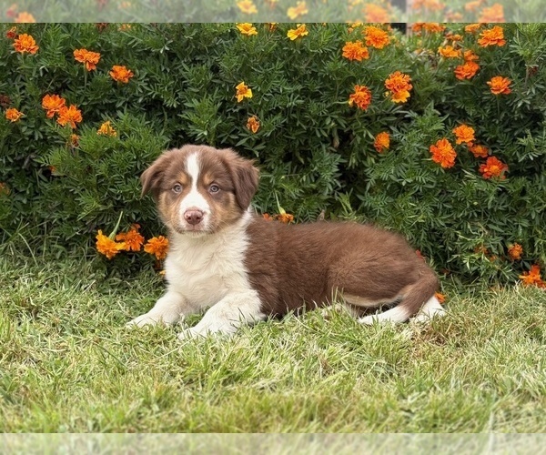 Medium Photo #2 Border Collie-Bordoodle Mix Puppy For Sale in AMES, IA, USA