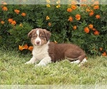 Small #1 Border Collie-Bordoodle Mix