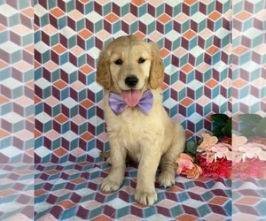 Golden Retriever Puppy for sale in LANCASTER, PA, USA