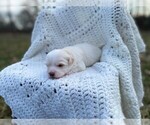 Small Photo #3 Havachon Puppy For Sale in NIANGUA, MO, USA