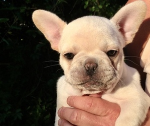 French Bulldog Puppy for sale in GOSHEN, NY, USA