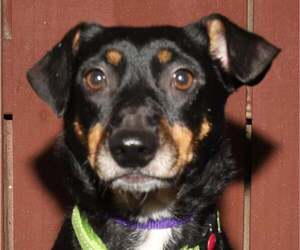 Mutt Dogs for adoption in Oakland Park, FL, USA