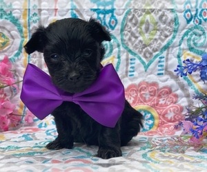 YorkiePoo Puppy for sale in LANCASTER, PA, USA