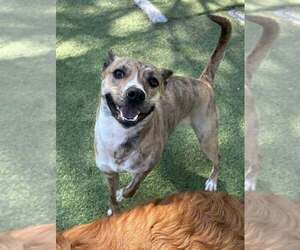 Callie - Female Mutt Dog for Adoption - Photo #2