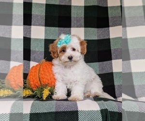 Maltipoo Puppy for sale in NEW PROVIDENCE, PA, USA