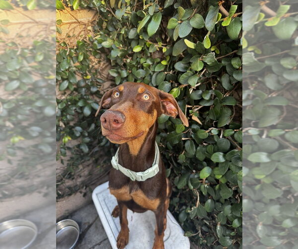 Medium Photo #2 Doberman Pinscher Puppy For Sale in Dana Point, CA, USA