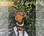 Small #1 Doberman Pinscher