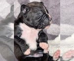 Small Photo #7 Boxer Puppy For Sale in CONROE, TX, USA