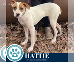 Small #1 Boxer Mix