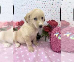 Australian Shepherd-German Shepherd Dog Mix Dogs for adoption in Lakewood, CO, USA