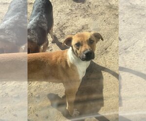 Boxer-Unknown Mix Dogs for adoption in Hoisington, KS, USA
