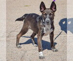 Small Photo #3 Australian Kelpie-German Shepherd Dog Mix Puppy For Sale in Huntley, IL, USA