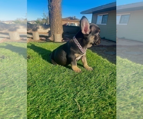Medium Photo #8 French Bulldog Puppy For Sale in SAINT LOUIS, MO, USA