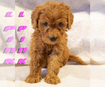 Puppy L PINK Goldendoodle