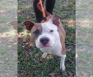 Mutt Dogs for adoption in Fort Lauderdale, FL, USA