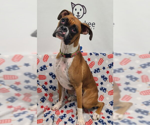 Medium Photo #1 Boxer Puppy For Sale in Lake City, MI, USA