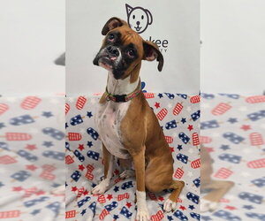 Boxer Dogs for adoption in Lake City, MI, USA