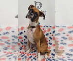 Small Boxer