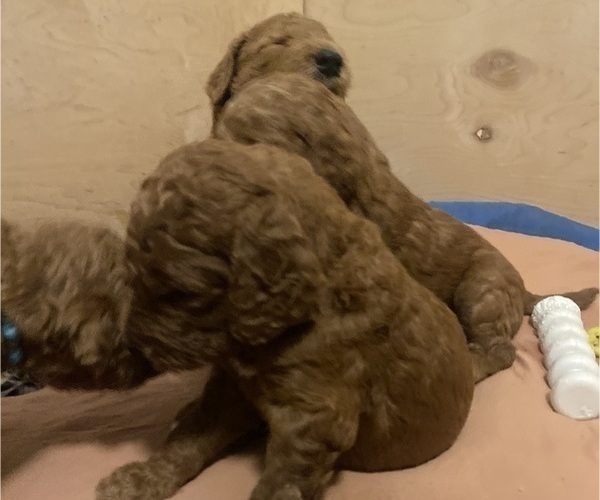 Medium Photo #17 Goldendoodle Puppy For Sale in BREA, CA, USA