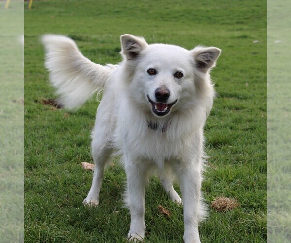 Medium Photo #1 Siberian Husky-Standard Spitz Mix Puppy For Sale in WILLIAMSPORT, MD, USA