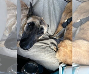 Lucca (FKA Gracie Lou) - PA - Female Mutt Dog for Adoption - Photo #14