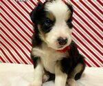 Small Photo #4 Australian Shepherd Puppy For Sale in OLD LYME, CT, USA