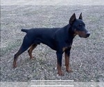 Small Photo #1 Doberman Pinscher Puppy For Sale in BROOKFIELD, MO, USA