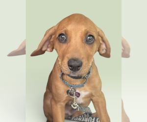 Labbe Dogs for adoption in Rockville, MD, USA
