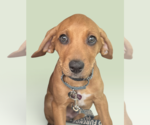 SAVANNAH'S LITTER: JAKE PERALTA - Male Labbe Dog for Adoption - Small photo