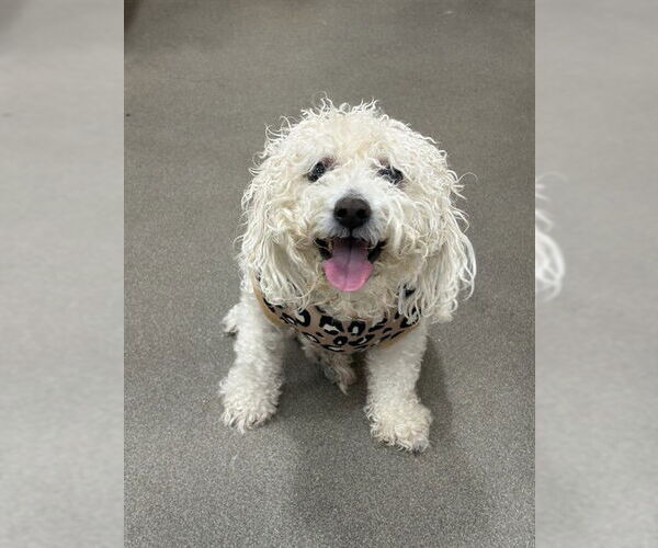 Medium Photo #1 Bichon Frise Puppy For Sale in Forestville, MD, USA