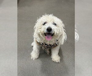 Bichon Frise Dogs for adoption in Forestville, MD, USA