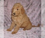 Small #4 Labradoodle mix (+ Poodle Standard)
