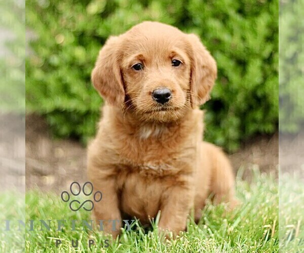 Medium Photo #1 Miniature Labradoodle Puppy For Sale in STRASBURG, PA, USA