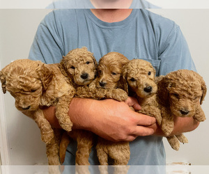 Goldendoodle Puppy for sale in LEOMA, TN, USA