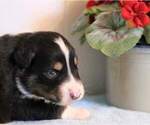 Small Photo #7 Australian Shepherd Puppy For Sale in DANVILLE, PA, USA