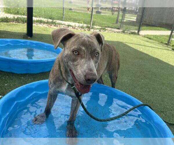 Medium Photo #2 American Pit Bull Terrier-Unknown Mix Puppy For Sale in Pasadena, TX, USA