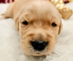 Small #3 Golden Retriever