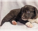 Small Photo #37 Border Collie Puppy For Sale in HARRISON, ID, USA