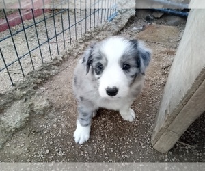 Border Collie-Unknown Mix Puppy for sale in ORACLE, AZ, USA