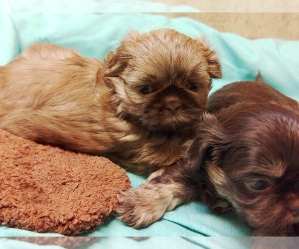 Medium Photo #5 Shih Tzu Puppy For Sale in FANNING SPGS, FL, USA